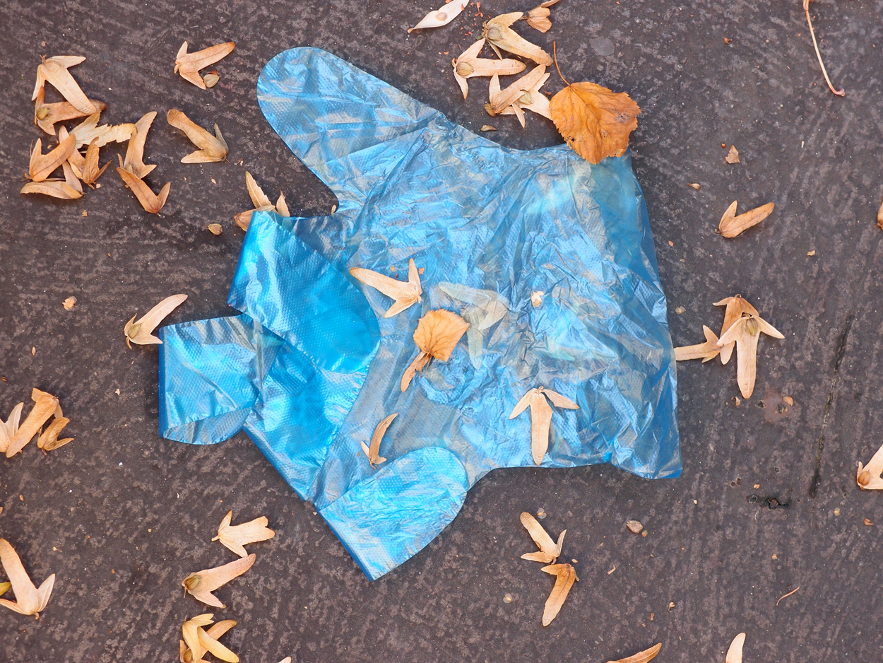 2019-09-17 Blätter auf (feuchtem) Boden